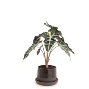 Black Ridged Plant Pot with Plant